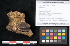 Foto (Objekt + Etikett) von Fagus sp. (NHMW-GEO-2024-0188-11471)